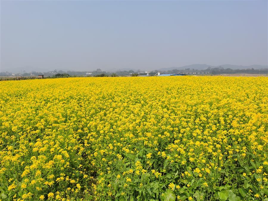 �������ǲ���(�й���½) - �ٷ���վ