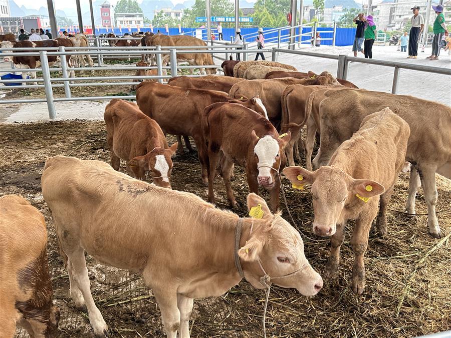 �������ǲ���(�й���½) - �ٷ���վ